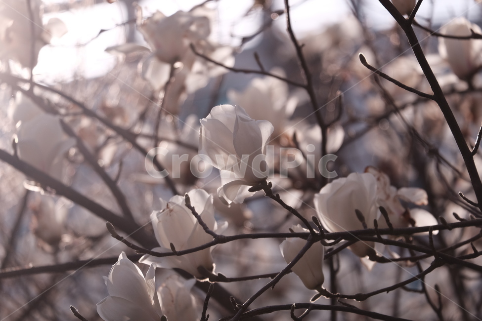 magnolia,목련,백목련,봄꽃,spring,flower,flowers,봄,하늘,봄,계절,spring,season,식물,자연,plants,nature,꽃,flower,plant,blossom