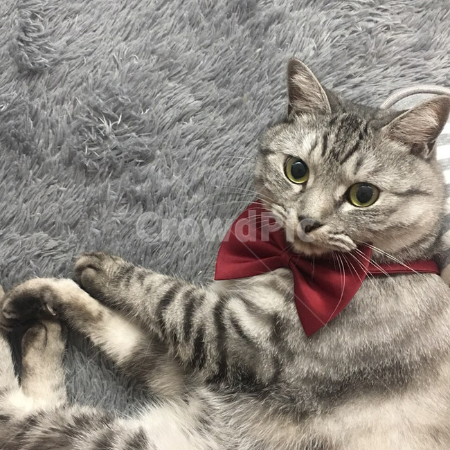 개냥이,고양이,동물,애완동물,반려동물,귀여움,포유류,animal,mammal,kitty,kitten,반려묘,냐옹이,표정,휴식,힐링,냥이,feelimg,리본