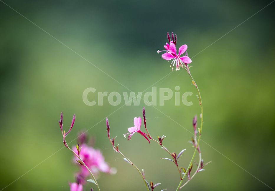 감성,꽃,홍접초,하늘하늘,분홍,식물,자연,plants,nature,꽃,flower