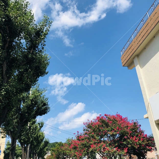 outdoors,한국,sky,하늘,꽃