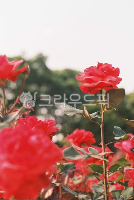 backlight,flower garden,spring,film photography,petal,fall,season,Emotion,blossom,nature,film,flower,red flower,plant,rose,autumn