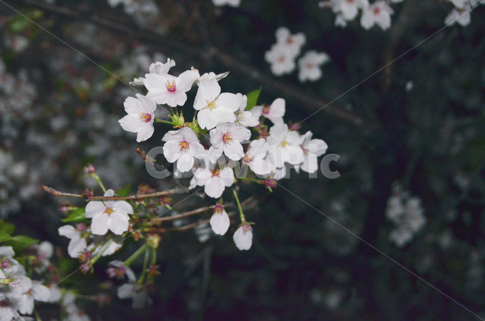 봄,벚꽃,밤벚꽃,밤,비,봄,계절,spring,season,plant,식물,flower,꽃,blossom