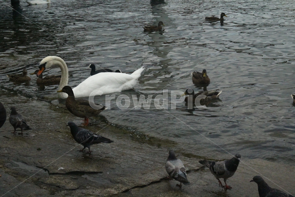 백조,동물,새,우아한,미운오리새끼,동물,animal,조류,새,birds