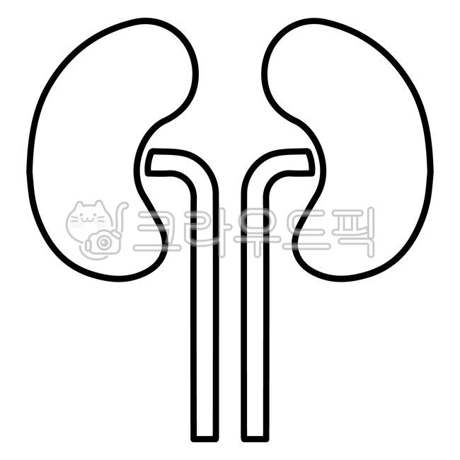 kidney,kidney,kidney object,kidney object,kidney icon,kidney icon,organ,human organ,kidney drawing,kidney drawing