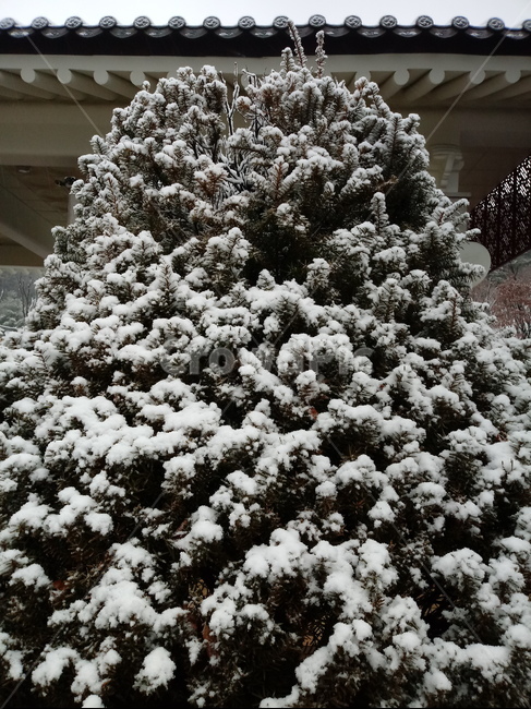 눈,설경,나무,나무가지,snow,하얀눈,자연,옥외,nature,winter,겨울,겨울,계절,winter,season