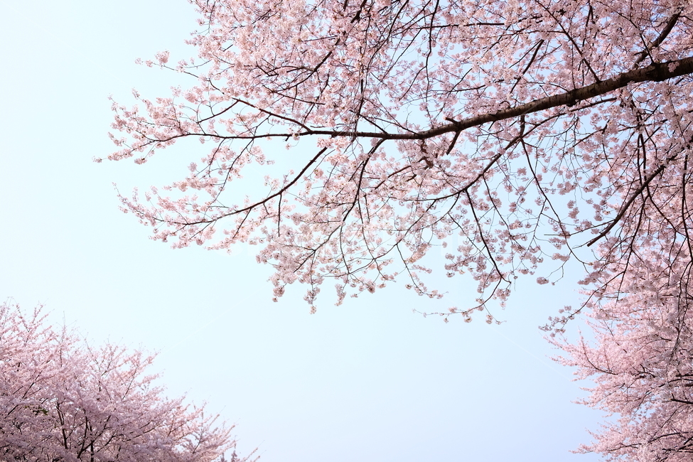 벚꽃,봄,꽃,나무,자연,풍경,봄,계절,spring,season,식물,자연,plants,nature,꽃,flower,plant,blossom,cherry blossom