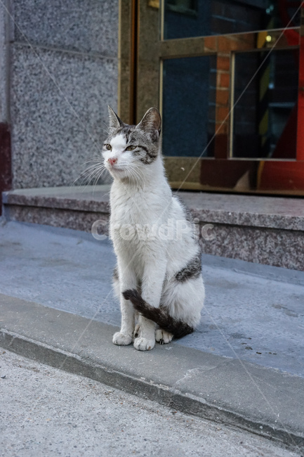 길고양이,고양이,cat,길냥이,동물,동물,animal,포유류,mammal,고양이,cat,kitten,kitty