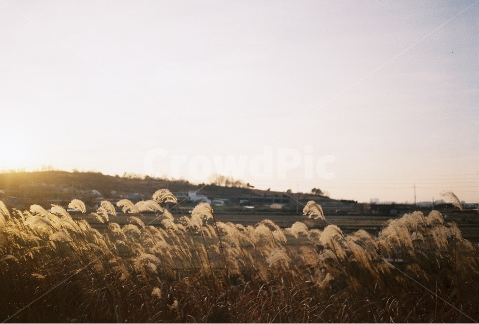 갈대,가을,식물,갈색,필름사진,fall,가을,계절,fall,autumn,season