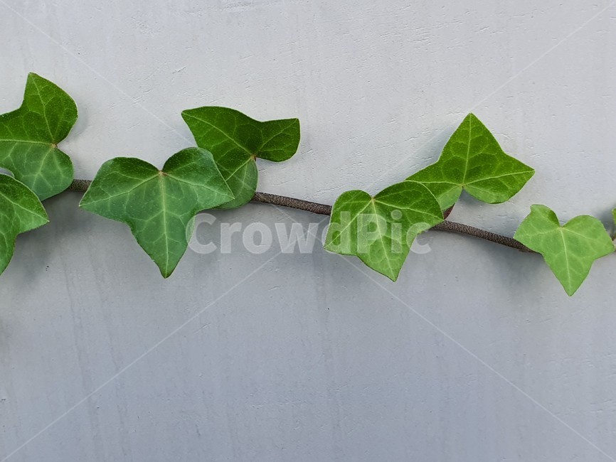 plant,식물,덩굴,넝쿨,넝쿨식물,vine,덩굴식물,벽,초록,엉키다,녹색,실록,담쟁이,선명한,색상,싱싱한,신선한,자연,담장,나뭇잎,공원,야외,풍성한,배경,백그라운드,background,클로즈업,closeup,식물,자연,plants,nature