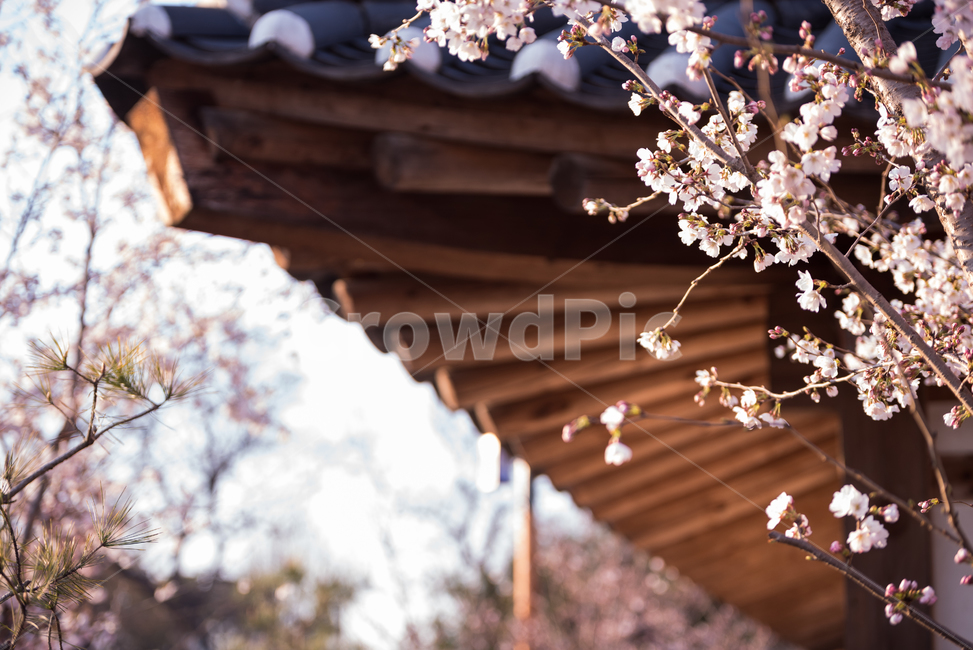 한옥,경주,벚꽃,꽃,나무,한국전통,한국문화,korean traditional,korean culture,식물,자연,plants,nature,꽃,flower,건축물,건물외관,exterior,building,structure,architecture,construction