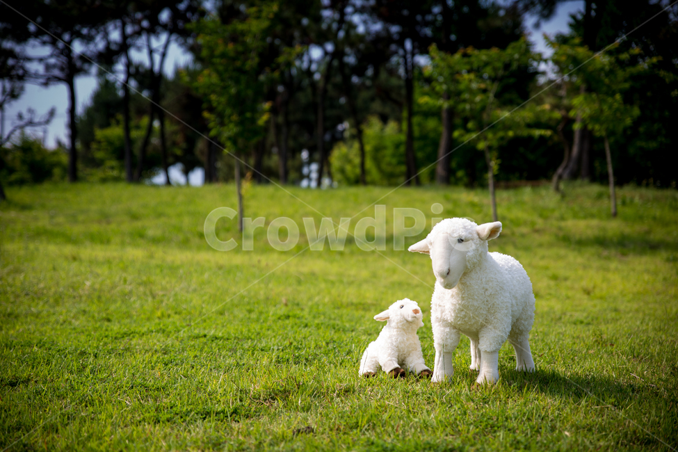 양,목양,푸른초장,초장,초원,풀밭,잔디,목축업,목장,livestock farming,ranching,pasture,사물,물건,오브젝트,thing,object,matter