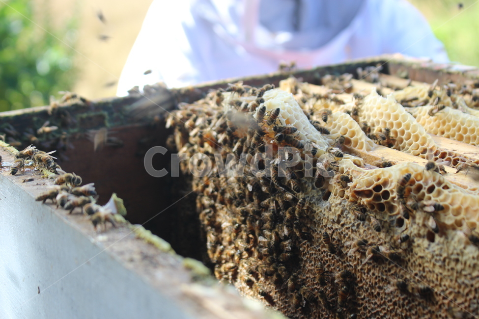 양봉,벌,꿀벌,벌집,육각형,밀랍,여름,곤충,벌레,insect,bug