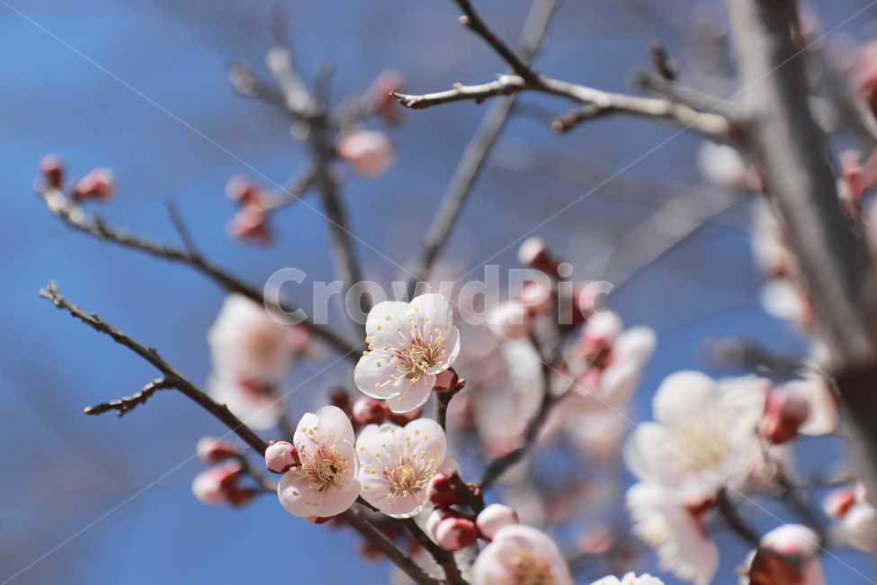 plant,식물,flower,blossom,매화,꽃,봄,식물,자연,plants,nature,꽃,flower