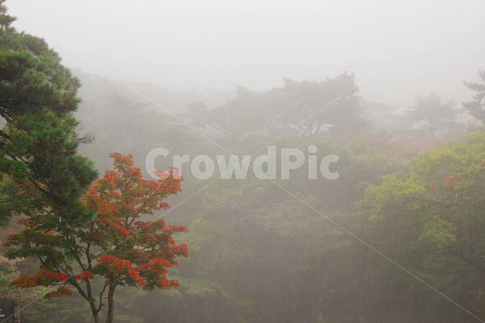 한국,제주도,한라산,한라산풍경,한라산경치,산,숲,안개,비,제주도풍경,제주도경치,한국경치