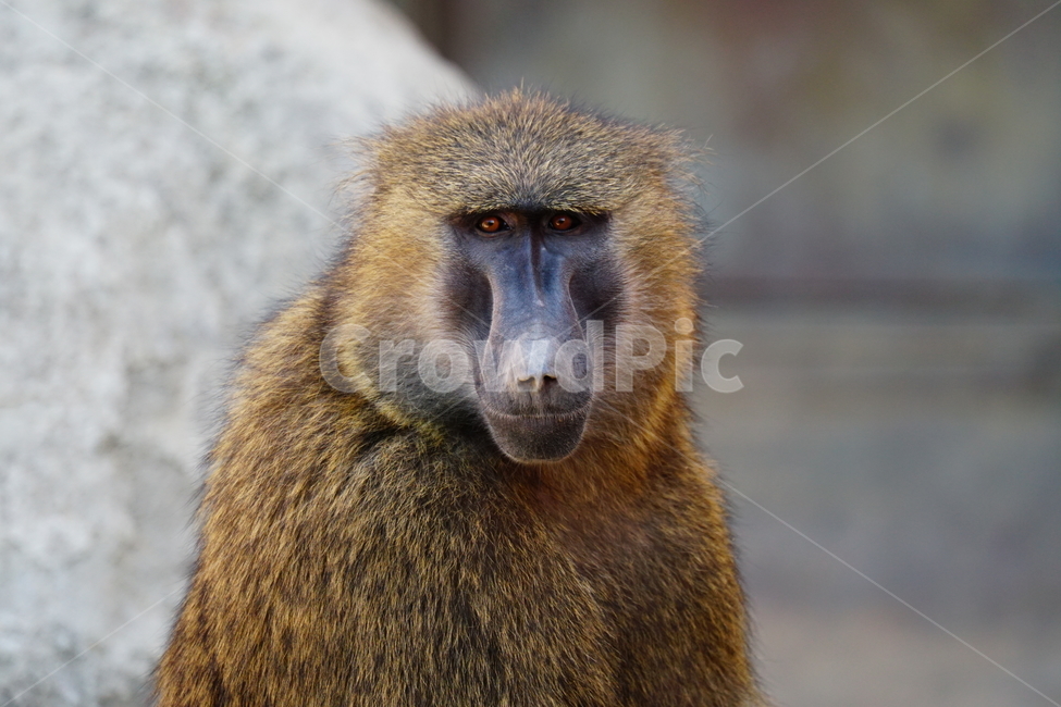 원숭이,아누비스개코원숭이,동물,animal,포유류,olivebaboon,anubisbaboon,monkey,동물,animal,포유류,mammal