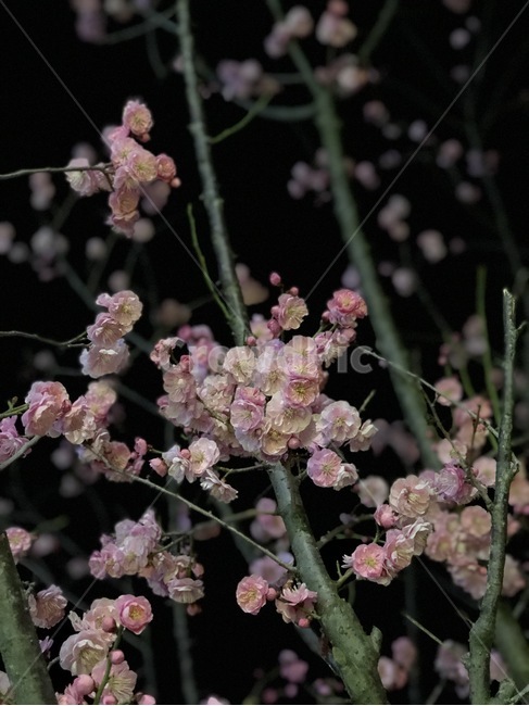 봄,벚꽃,만개,겹벚꽃,꽃,봄,계절,spring,season,식물,자연,plants,nature,꽃,flower,plant,blossom