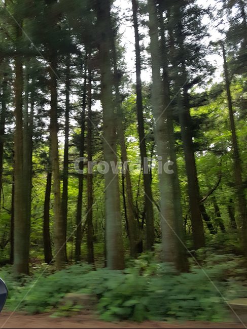 나무,나무숲,tree,푸르른,푸름,산림욕,자연,숲,초록,그린,초록나무,피톤치드,고요한,길죽한,큰나무,긴나무,일자나무,침엽수,자연,풍경,nature,landscape,식물,plants,나무,trees,wood,plant