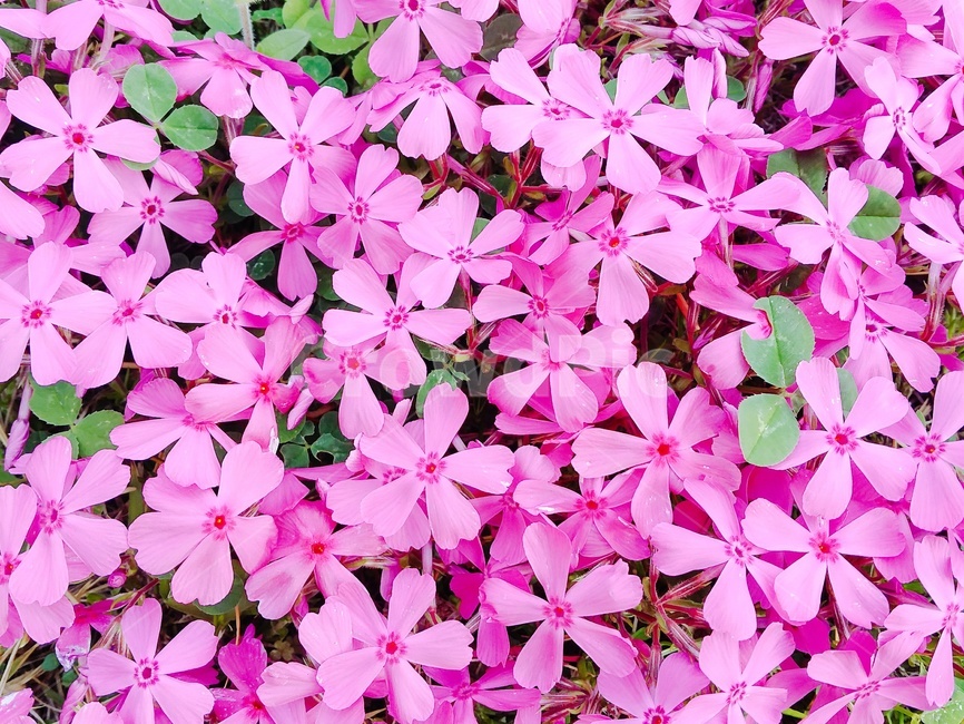 꽃잔디,핫핑크,핫핑크꽃,활짝핀꽃,꽃무리