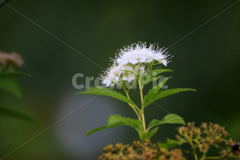 하얀꽃,꽃,꽃잎,잎사귀,잎,플라워,야생화,여름,식물,blossom,flower,식물,자연,plants,nature,꽃,flower