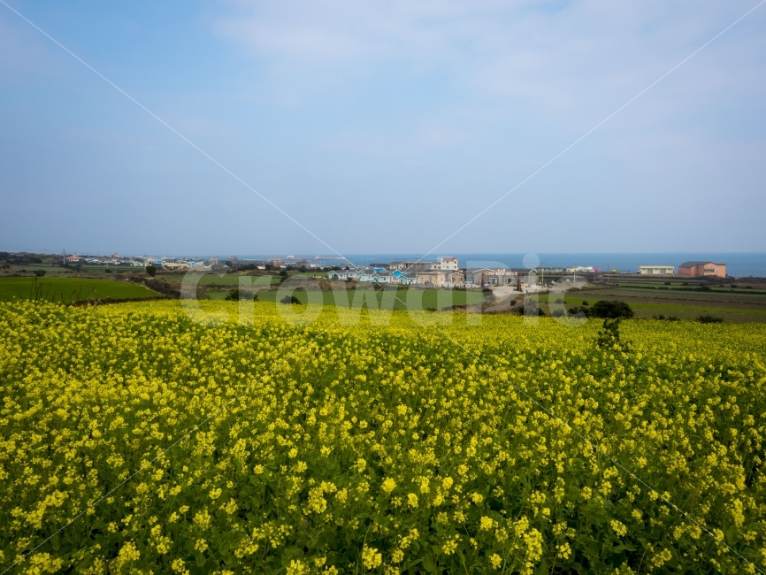 제주,우도,유채꽃,유채꽃밭,봄,풍경,jeju,rapeflower,spring,landspape,자연,풍경,nature,landscape,제주도,jeju,jeju island,outdoors,옥외,grassland,목초지,field,들