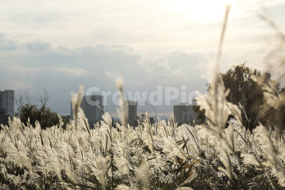 갈대,가을,억새,억새밭,갈대밭,억새군락지,silvergrassfield,fall,식물,reed,silvergrass,fieldofreeds,가을,계절,fall,autumn,season,식물,자연,plants,nature,grass,잔디,plant