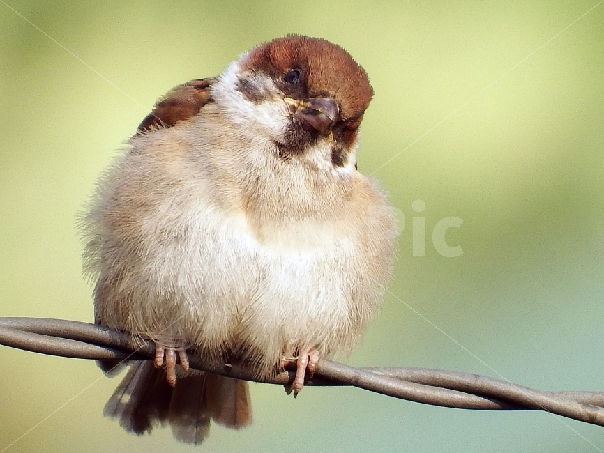 부산,시민공원,참새,탐조,조류,동물,animal,조류,새,birds