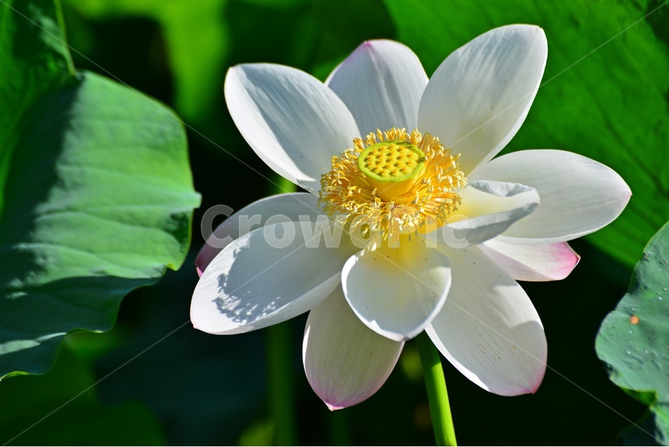 plant,식물,blossom,flower,꽃,연꽃,자연,불교,백연,연잎,백연꽃,식물,자연,plants,nature