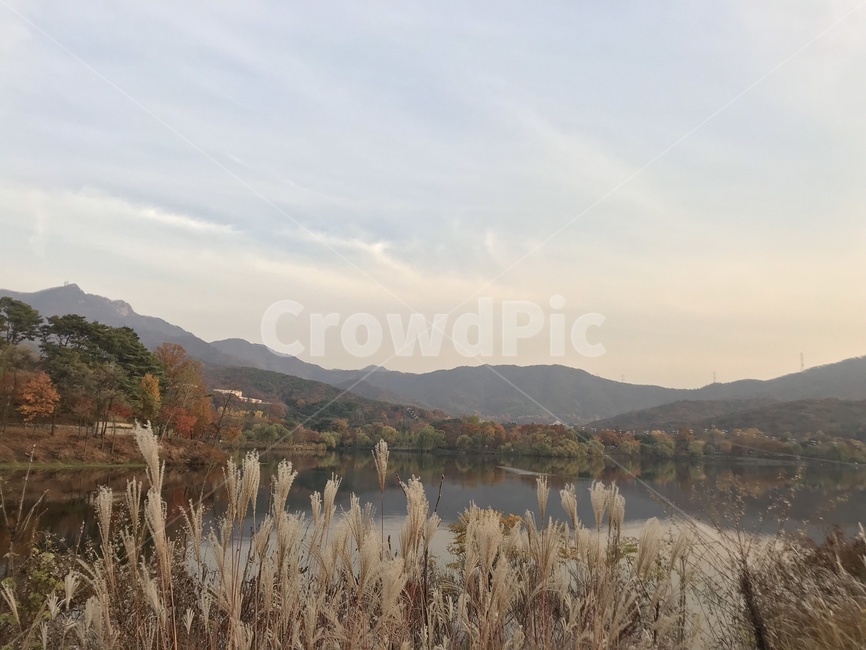 서울대공원,과천저수지,갈대,가을,autumn,산,하늘,자연풍경,가을,계절,fall,autumn,season,자연,풍경,nature,landscape,grass,잔디,plant,식물,lawn,reed