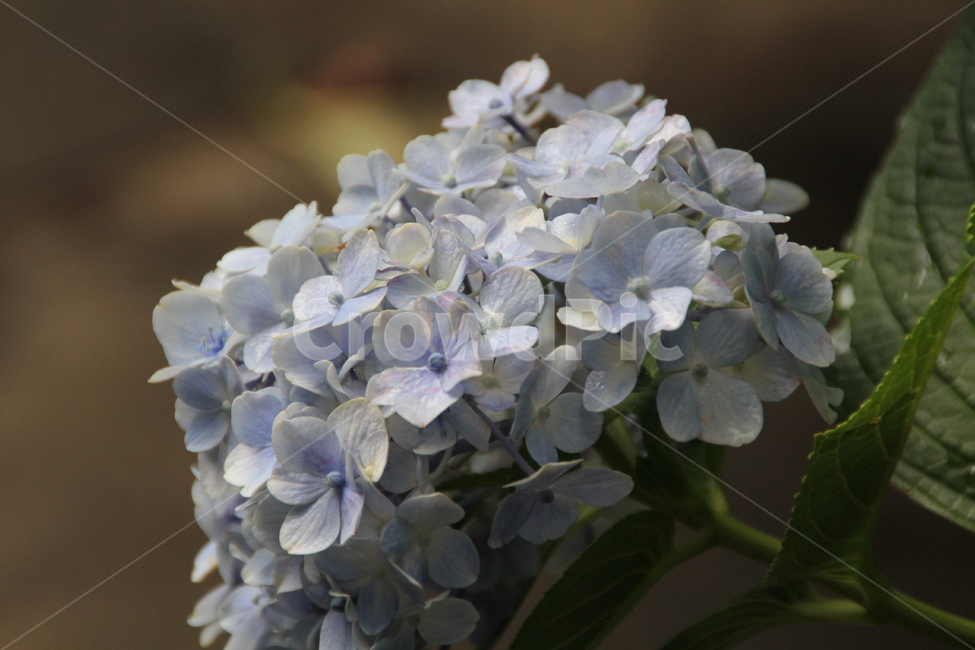꽃,식물,plant,flower,보라색,봄,식물,자연,plants,nature,꽃,flower