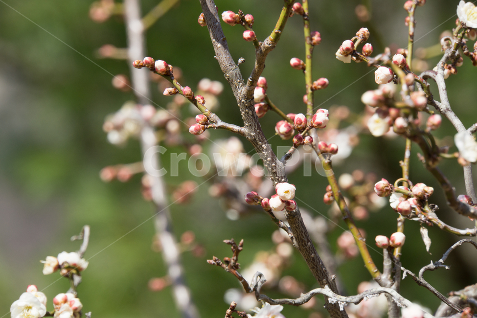 매화,꽃,봉우리,봄,나뭇가지,풍경,청도,운문사,봄,계절,spring,season,식물,자연,plants,nature,꽃,flower,plant