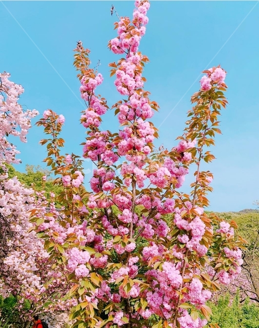 겹벚꽃,왕벚꽃,벚꽃,나무,분홍색,색감,봄,봄나무,봄꽃