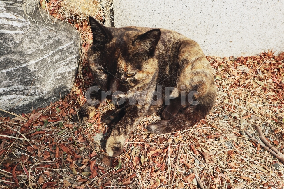 애완동물,pet,animal,동물,cat,고양이,포유류,동물,animal,포유류,mammal,고양이,cat,kitten,kitty