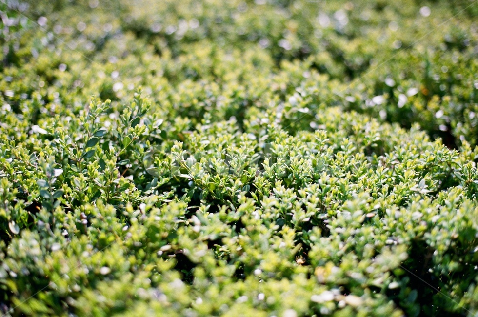 풀,꽃,초록,새싹,파릇,싱그러움,우아함,깨끗,식물,자연,plants,nature,녹색,푸르른,그린,green,감성,필름사진,식물,자연,plants,nature