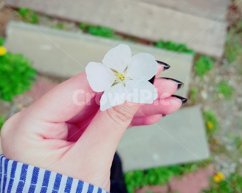 꽃,손,벚꽃,꽃든손,꽃을든손,꽃,flower