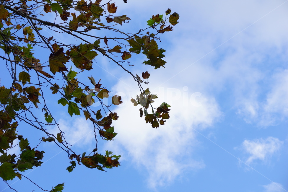 하늘,가을,나무,파란하늘,감성,sky,automn,tree,bluesky