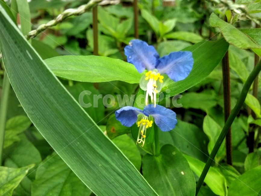 풀잎,작은꽃,plant,식물,pollen,보라색꽃