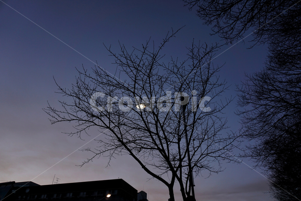 가로등,나무,해질녘,sunset,퇴근길,적막,고용,밤,야경,밤,풍경,nightscape,night,landscape,lamp post,램프 포스트