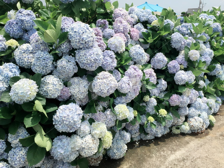 plant,식물,vegetable,야채,수국,여름,제주수국길,hydrangea