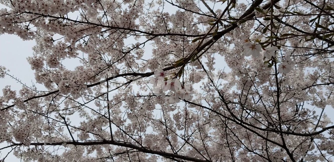 blossom,flower,식물,plant,벚꽃,꽃,cherryblossom