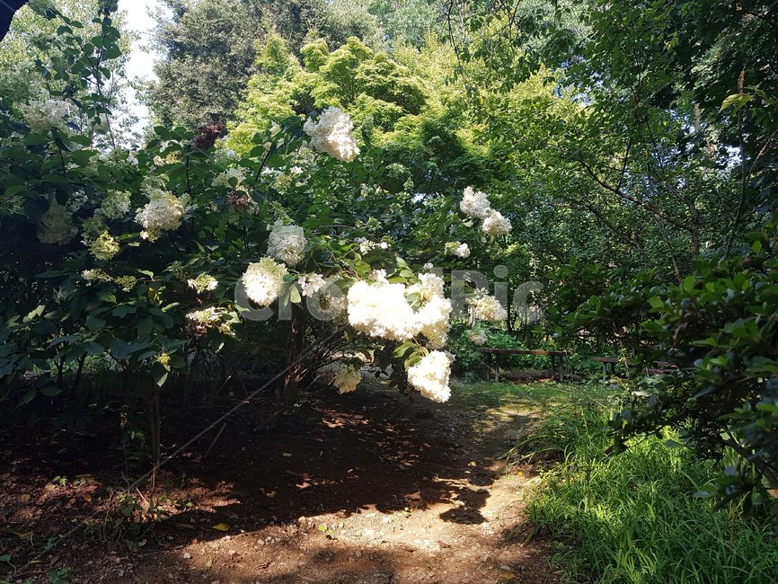 녹색,식물,나무,tree,plant,자연,풍경,nature,landscape