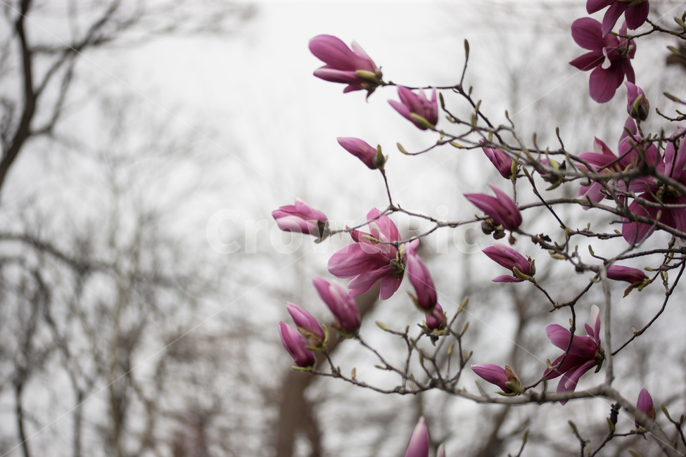 spring,flower,봄,꽃,나무,봄,계절,spring,season,식물,자연,plants,nature,꽃,flower,plant,blossom,bud,싹,sprout,새싹,petal,꽃잎