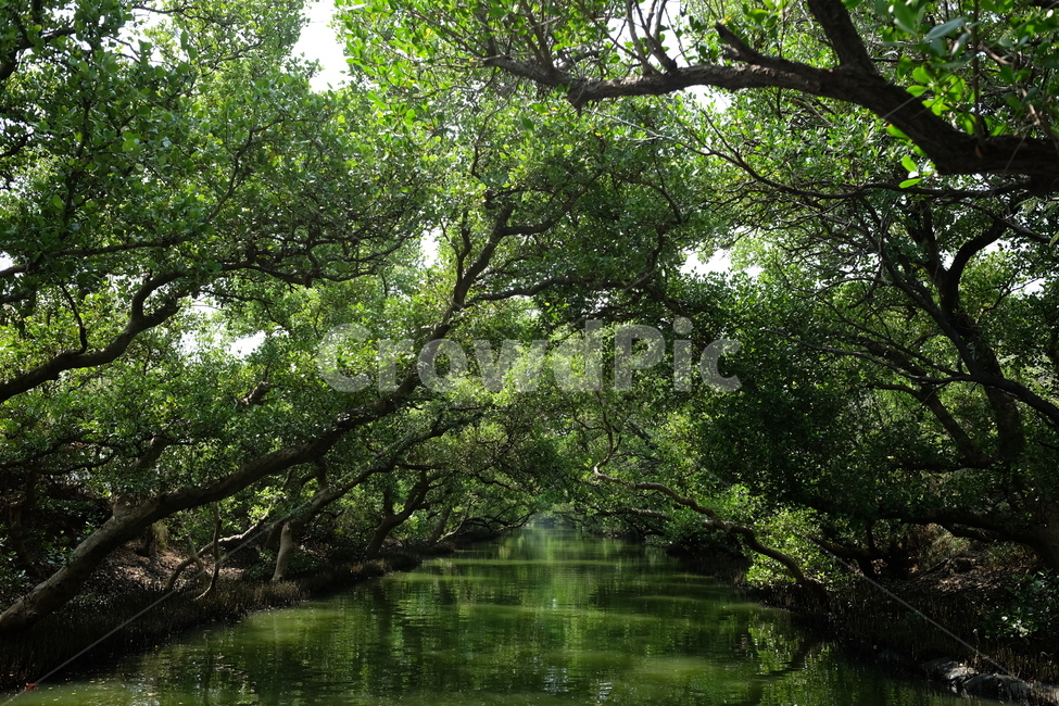 초록,숲,늪,터널,그린터널,대만,자연,풍경,nature,landscape,outdoors,옥외,land,땅,water,물