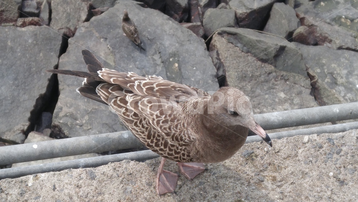 갈매기,바닷가,바다,새,bird,coast,seagull