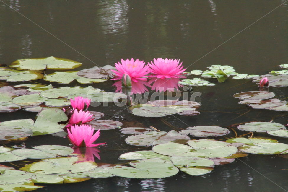 연,수련,꽃,식물,waterlily,식물,자연,plants,nature,꽃,flower