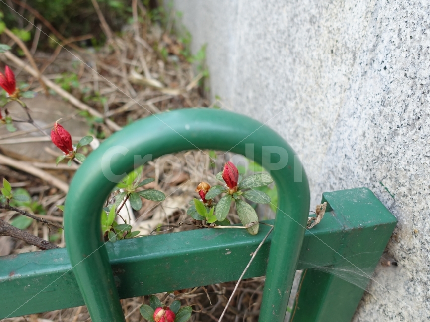 꽃,식물,레드,봄,계절,날씨,화사,플라워,풀,일상,빨강,햇살,식물,자연,plants,nature,꽃,flower