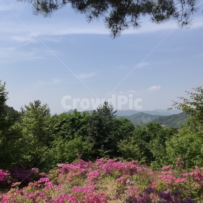 꽃,들꽃,하늘,자연,산,나무,고개,전망대,서후리숲,양평,자연,풍경,nature,landscape,한국자연풍경,한국자연경관,korea nature landscape,tree,plant,식물