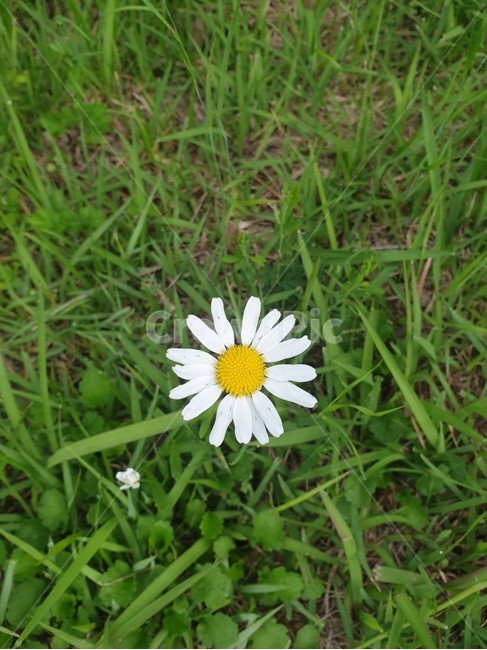 식물,plant,꽃,blossom,dalsles,flower,daisy,데이지,한국자연풍경,자연풍경,풍경,배경,외로운,흰색,하얀,하얀꽃,landscape,koreanaturelandscape,분위기,emotion,청초한,깨끗한,초록,풀밭,green,white,한송이,식물,자연,plants,nature,꽃,flower
