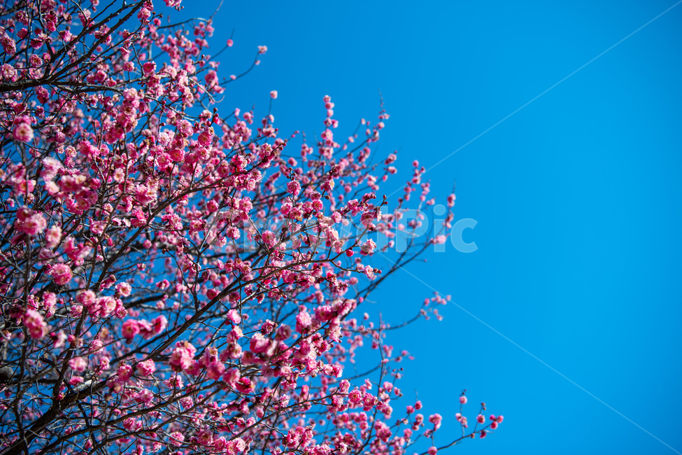 홍매화,봄,붉은꽃,빨강,분홍,매화,봄꽃,꽃나무,봄,계절,spring,season,자연,풍경,nature,landscape,plant,식물,flower,꽃,blossom