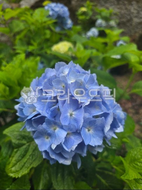수국,여름꽃,파란수국,수국꽃밭,파란색꽃