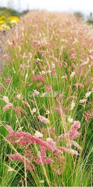 억새,붉은억새,가을,계절,자연,식물,단풍,식물,자연,plants,nature